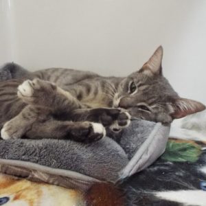 Picture of Ziggy