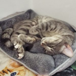 Picture of Ziggy