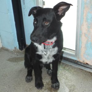 Picture of Archer