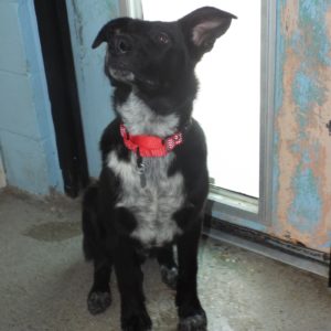 Picture of Archer