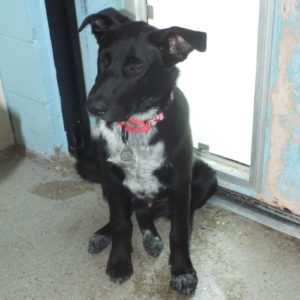 Picture of Archer