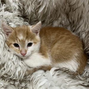 Picture of Bailey