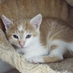 Picture of Bailey