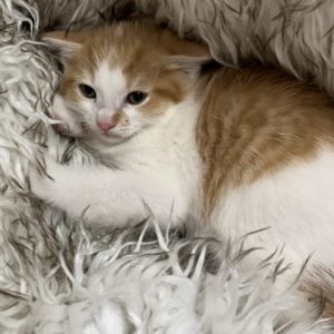 Picture of Barnum