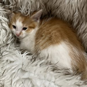Picture of Barnum