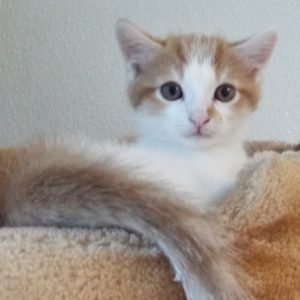 Picture of Barnum