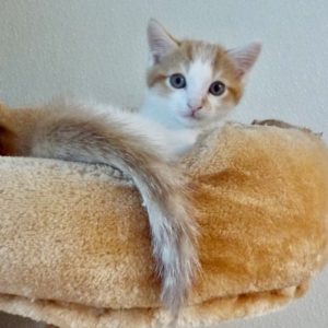 Picture of Barnum
