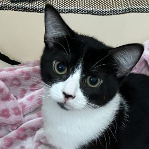 Picture of Figaro