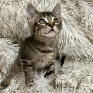 Picture of French Silk