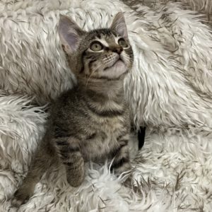 Picture of French Silk