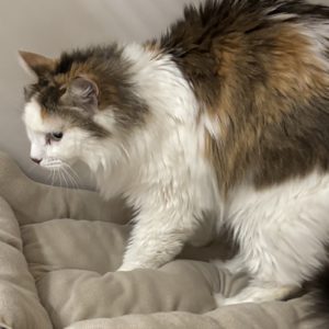Picture of Hazel