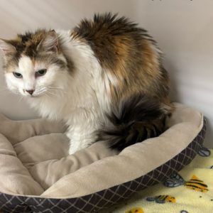 Picture of Hazel
