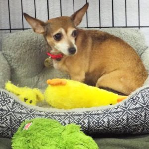 Picture of Holly