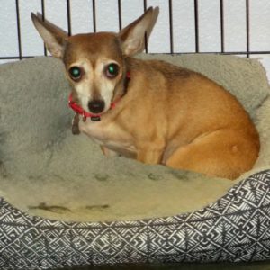 Picture of Holly