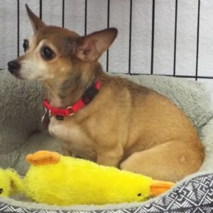 Picture of Holly