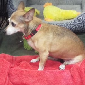 Picture of Holly