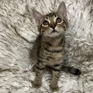 Picture of Jersey