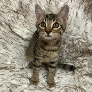 Picture of Jersey