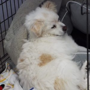 Picture of Joey (R.B)