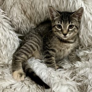 Picture of Key Lime