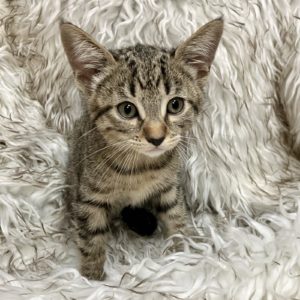 Picture of Kia