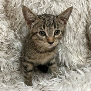 Picture of Kia