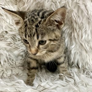 Picture of Kia