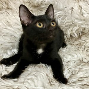 Picture of Linebacker