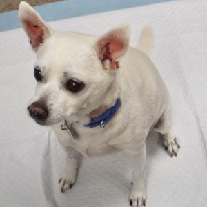 Picture of Lola Belle