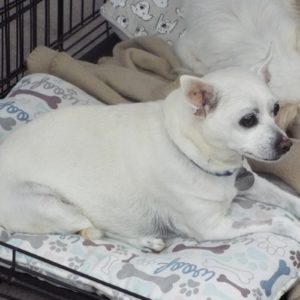 Picture of Lola Belle
