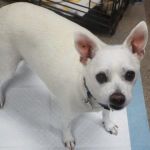 Picture of Lola Belle