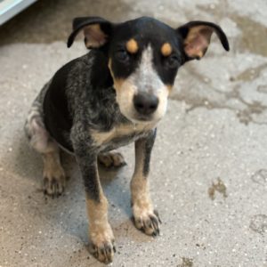 Picture of Echo (R.B.)