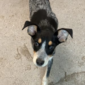 Picture of Echo (R.B.)