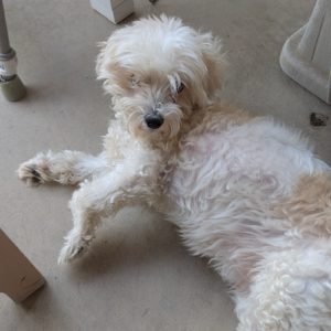 Picture of Miss Daisy