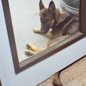 Picture of Nala