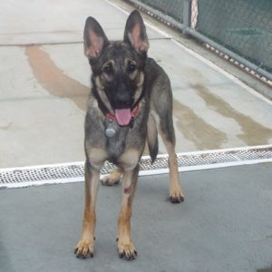 Picture of Nala