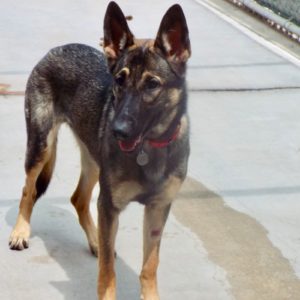 Picture of Nala
