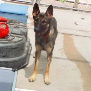 Picture of Nala