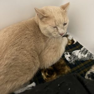 Picture of Oliver