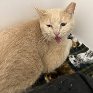Picture of Oliver