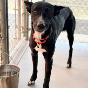 Picture of Onyx