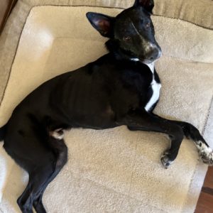 Picture of Onyx
