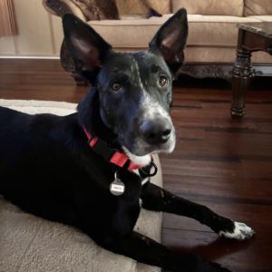 Picture of Onyx