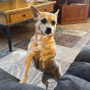 Picture of Phoebe