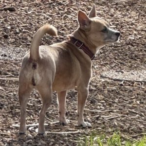Picture of Phoebe