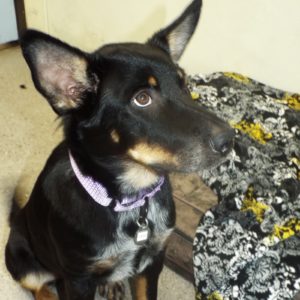 Picture of Sage