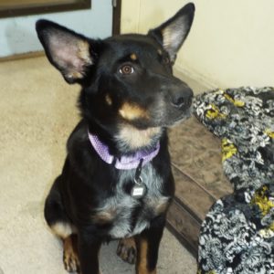Picture of Sage