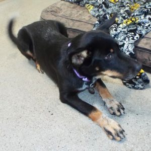 Picture of Sage