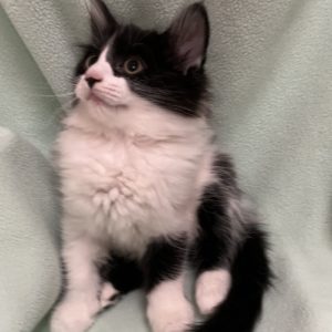 Picture of Serenade