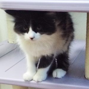 Picture of Serenade